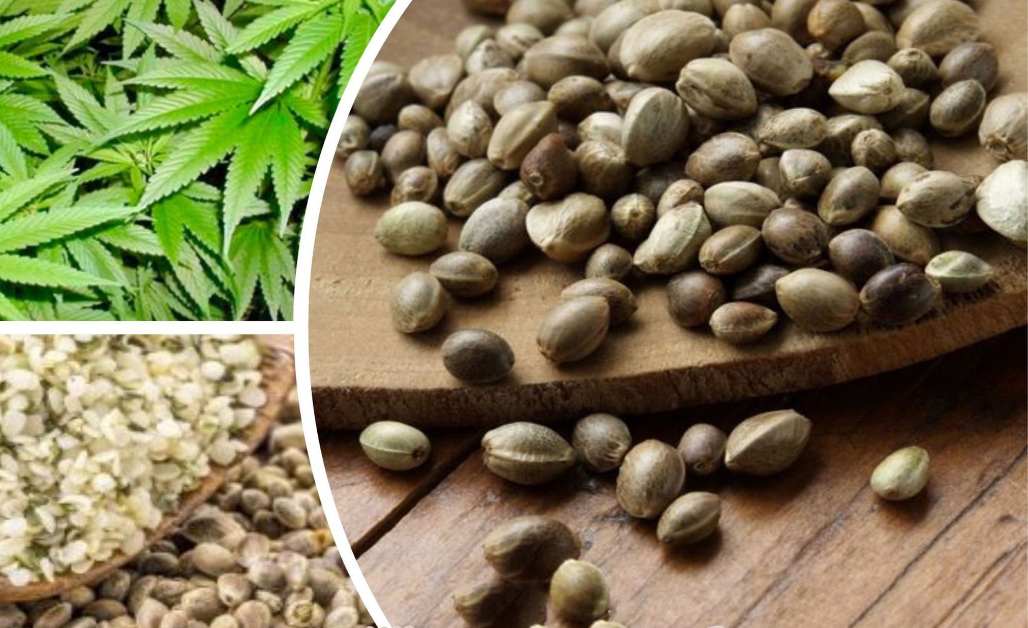 распространение семян марихуаны