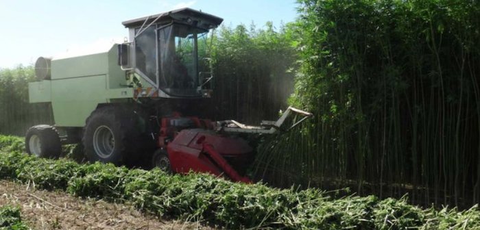 Сколько кустов конопли по закону можно выращивать марихуана ответственность в россии