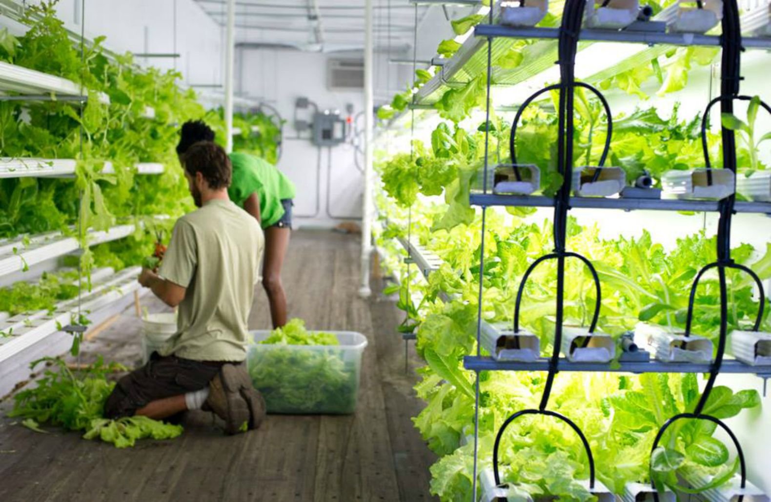 оборудование для выращивания овощей в домашних условиях